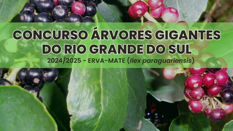 Concurso Árvores Gigantes de Erva-Mate está com inscrições abertas