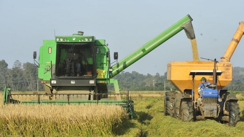 Colheita do arroz atinge 79,19% da área semeada no Estado