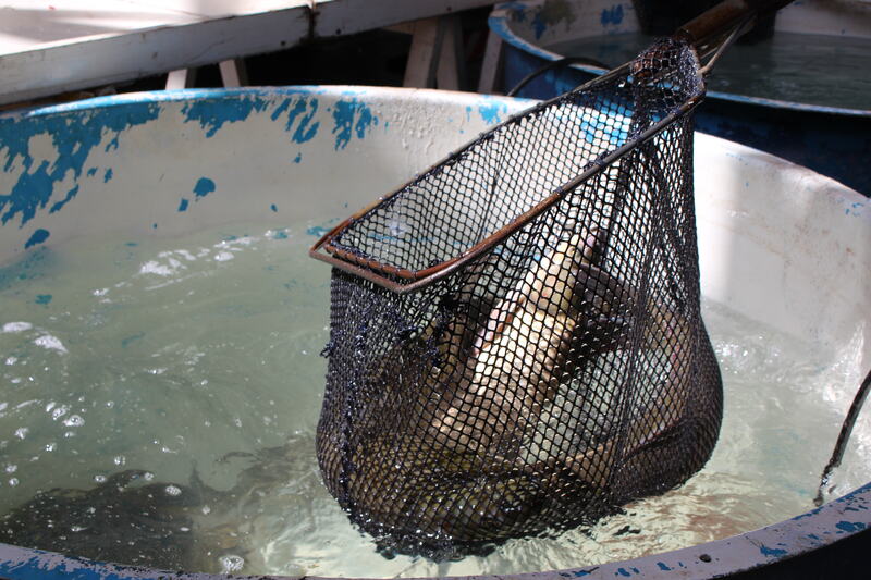 Erechim terá Feira do Peixe Vivo nesta quinta e sexta-feira