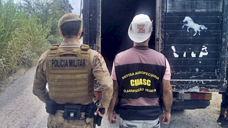 Governo de Santa Catarina intensifica o combate à Farra do Boi na Operação Quaresma