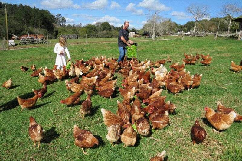 Ovos orgânicos e aves soltas: modelo alternativo avança no Estado