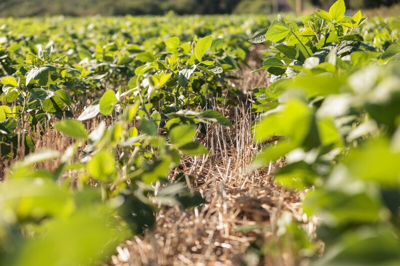 Produtores afetados por estiagem no RS podem renegociar crédito rural