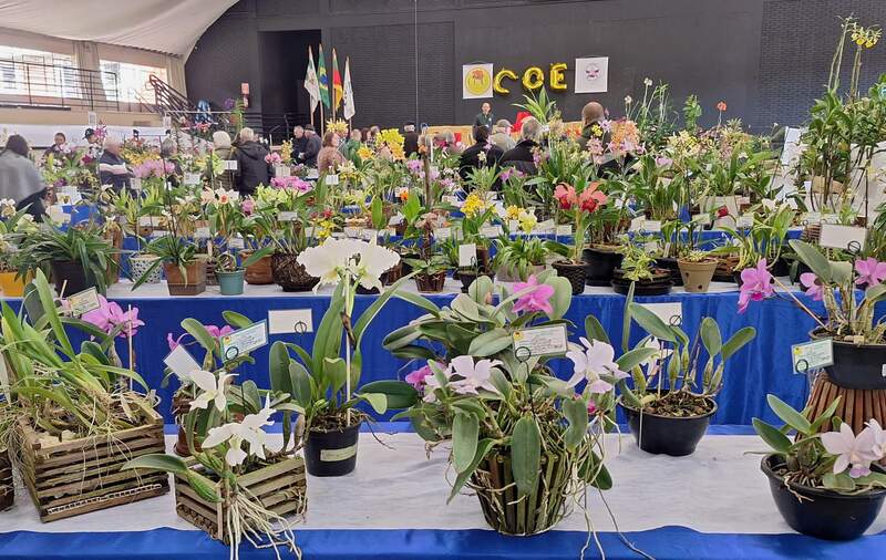 Erechim recebe 2ª Exposição de Orquídeas neste fim de semana