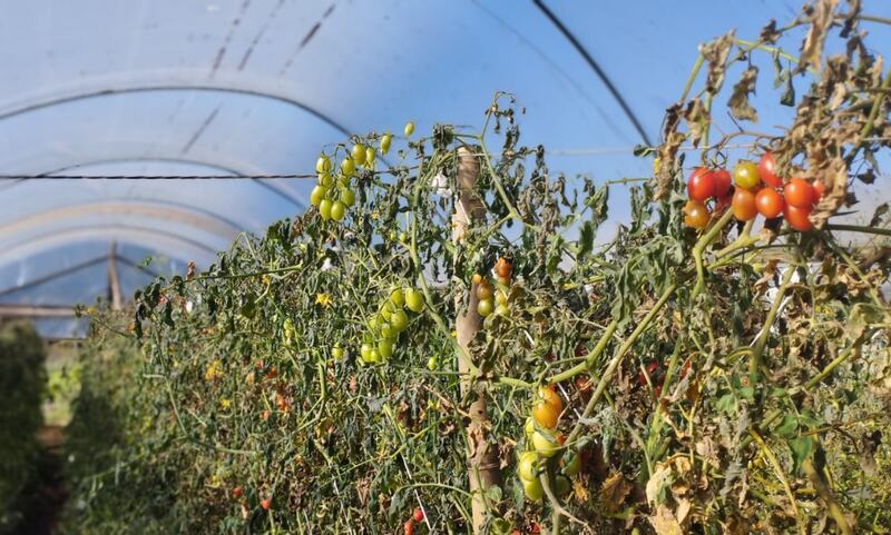 Geada severa causa grandes prejuízos em cultivo protegido de morango e tomate cereja em Machadinho