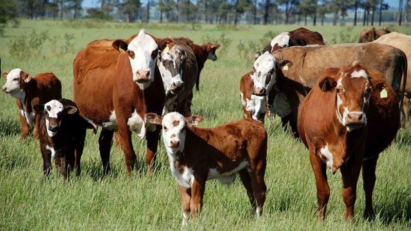 Produtores têm até 30 de junho para entregar a Declaração Anual de Rebanho 2025