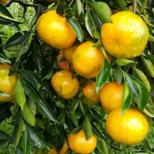 Temperaturas baixas favorecem início da colheita da safra de bergamota no Estado