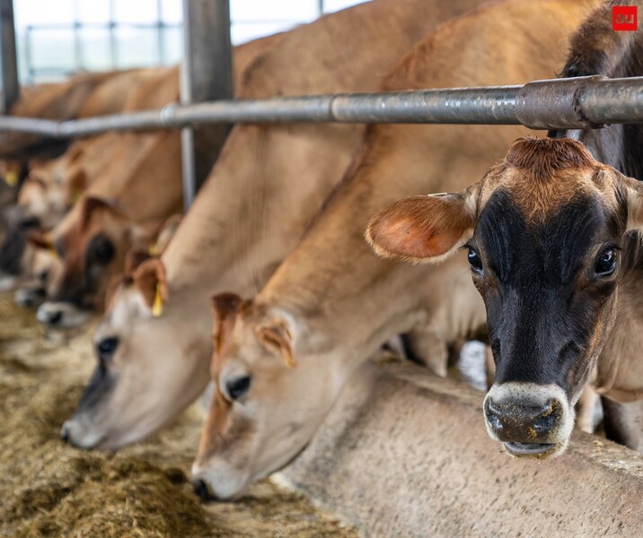 Governo do RS testa rastreabilidade bovina com projeto piloto em Hulha Negra