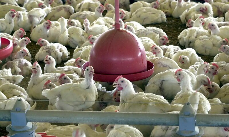 Estudo aponta impactos econômicos da gripe aviária na avicultura gaúcha