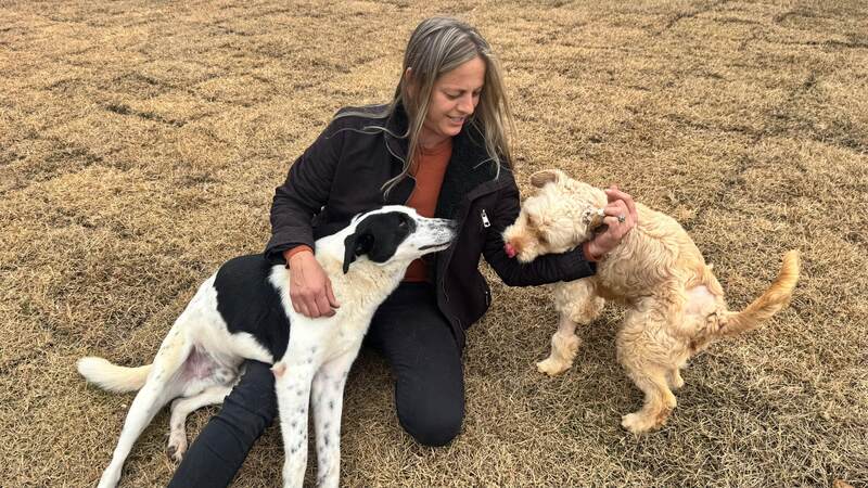 Erechim promove Feira de Adoção para oferecer novo lar a cães resgatados