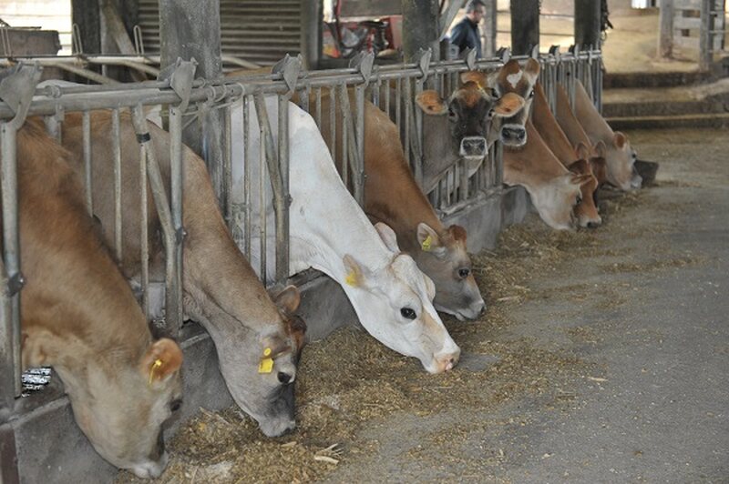 Bovinocultura de leite: produtividade e qualidade impulsionam agricultura familiar no Estado 