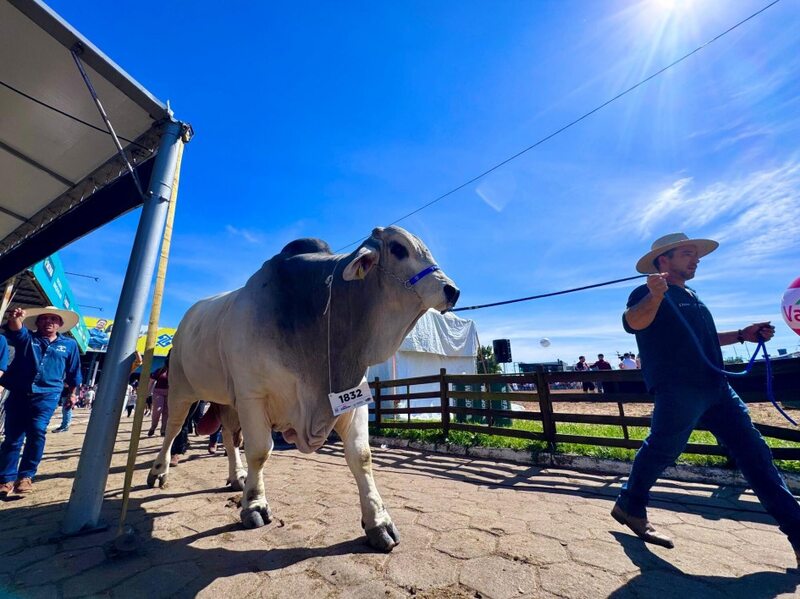 Touro Brahman de 1.430 quilos é o animal mais pesado da 48ª Expointer