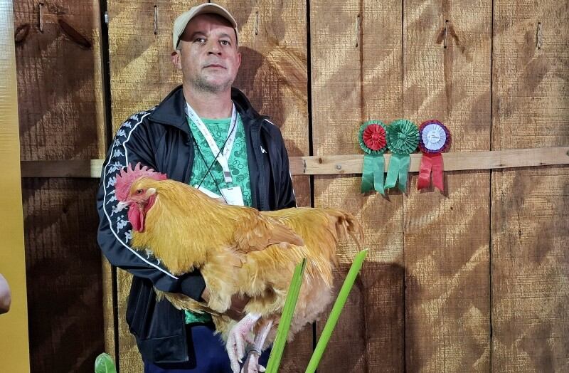 Expointer 2025 premia excelência genética no julgamento de animais