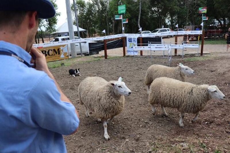 Border Collies ganham destaque na Expointer como aliados no manejo de rebanhos