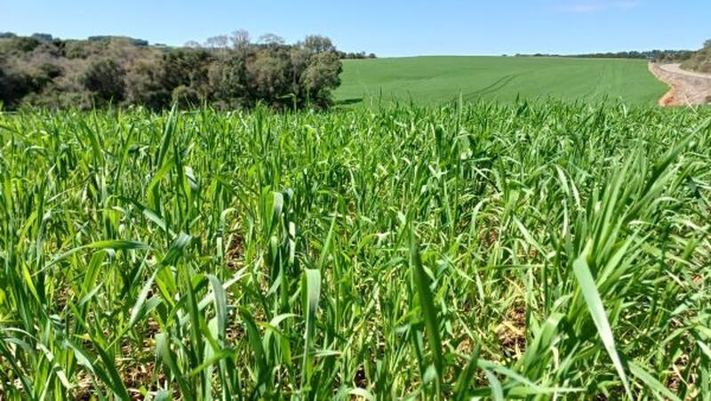 Trigo apresenta desenvolvimento satisfatório no RS