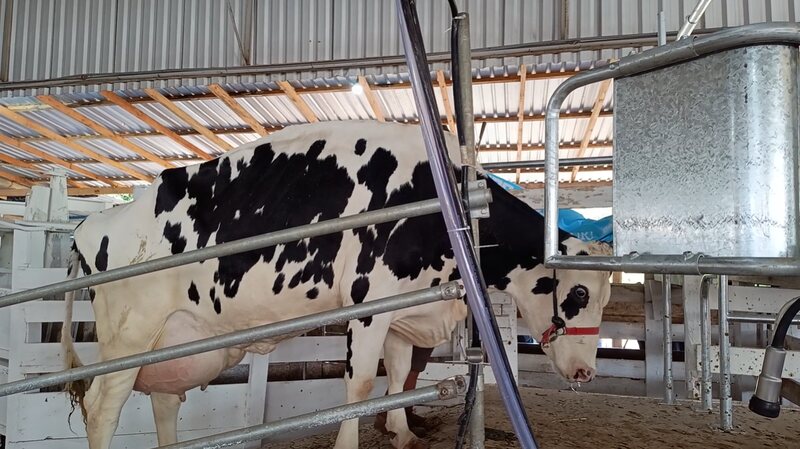 Preço de referência do leite recua em outubro no Rio Grande do Sul