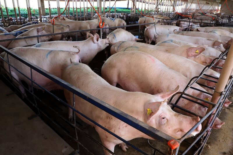 Rio Grande do Sul exporta quase 40% a mais de carne suína em setembro
