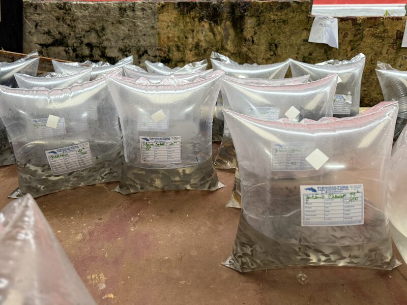Erechim: Secretaria de Agricultura realiza nova entrega de alevinos para produtores rurais