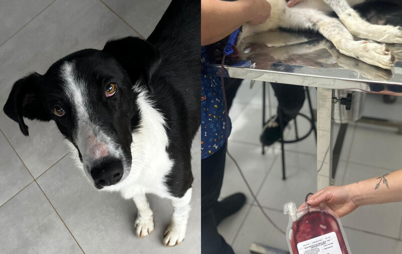  Ricardinho, o herói de patinhas do CAPPET