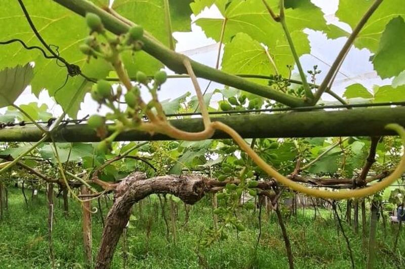 Estimativa da safra de uvas no RS será divulgada apenas em janeiro, diz Emater