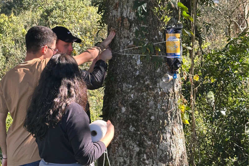  Projeto Polinize promove conservação das abelhas nativas do Sul