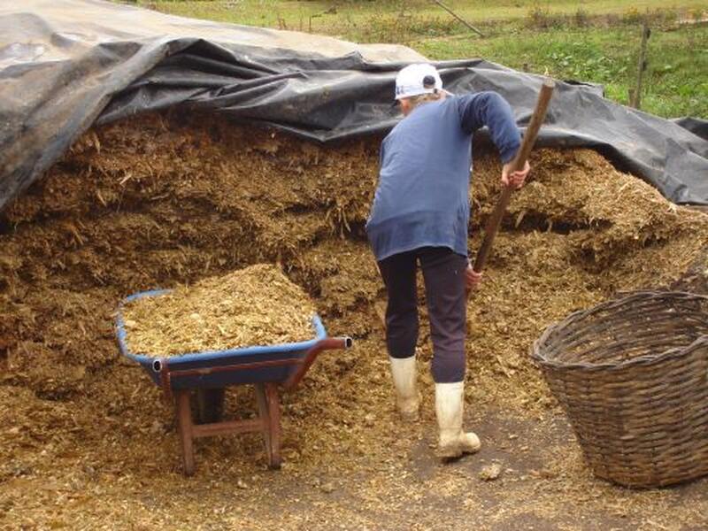 Milho silagem tem bom desenvolvimento no RS