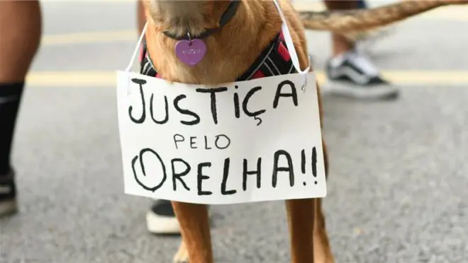 Lei cão Orelha: projeto quer permitir internação de adolescentes por crueldade contra animais