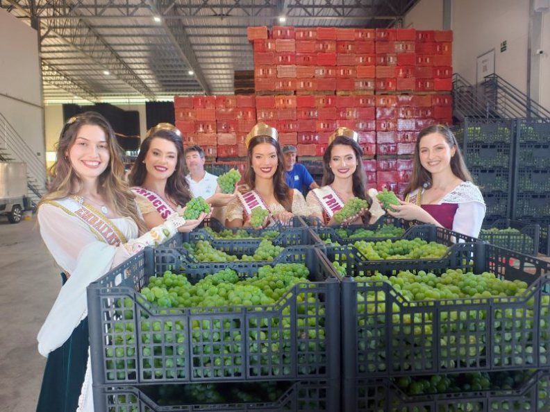 Festa da Uva começa a receber frutas que serão distribuídas gratuitamente ao público