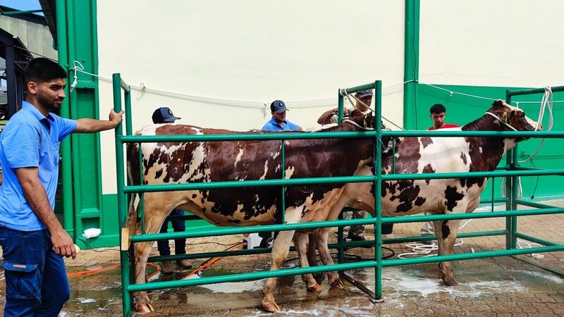 Primeiros animais chegam ao parque da Expodireto Cotrijal em Não-Me-Toque