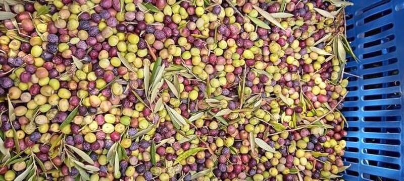 Olivicultura avança e projeta safra histórica no RS