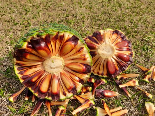 Colheita do pinhão começa no RS com previsão de safra menor e preços mais altos
