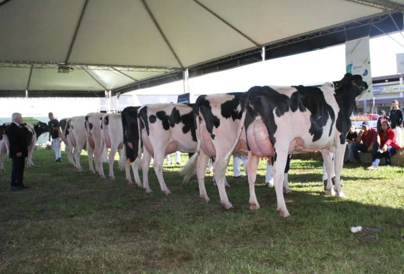 Fenasul Expoleite projeta recorde de animais e avança na definição da programação