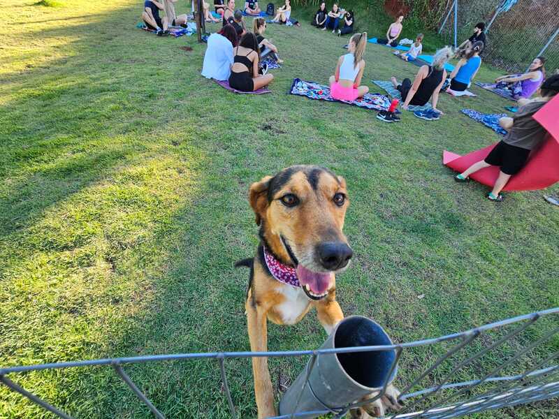 Programa de Bem-Estar Animal de Erechim ultrapassa 11 mil atendimentos em quatro anos