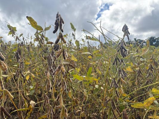 Colheita da soja chega a 50% no RS, mas clima irregular trava avanço