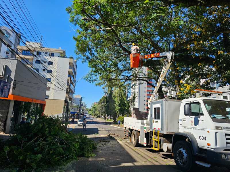 Arborização urbana demanda cuidado permanente e práticas seguras de poda