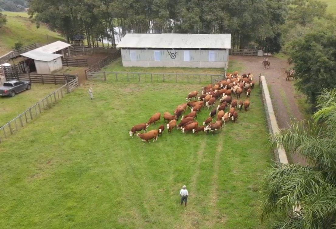 Aratiba chega à 15ª edição do Remate de Gado de Corte com padrão elevado e expectativa de grandes negócios