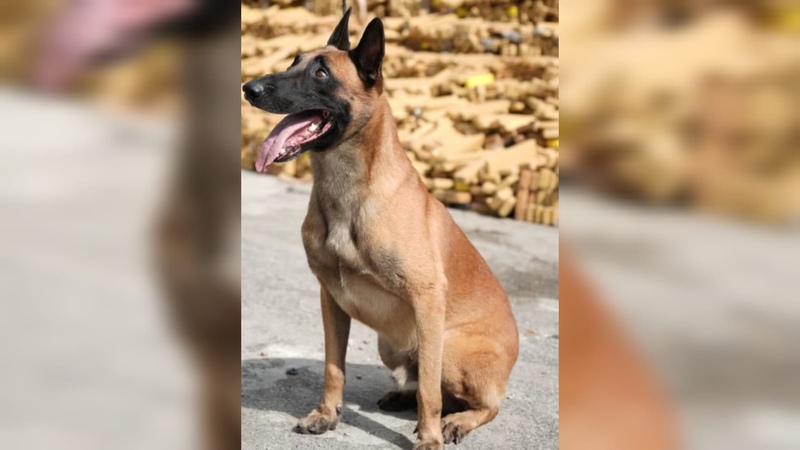 Faro de cão policial revela 48 toneladas de maconha e marca maior apreensão da PM