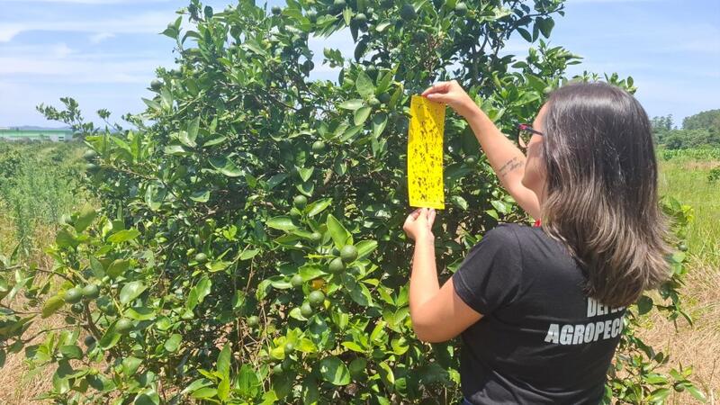 Rio Grande do Sul mantém status livre do greening e reforça proteção à citricultura gaúcha