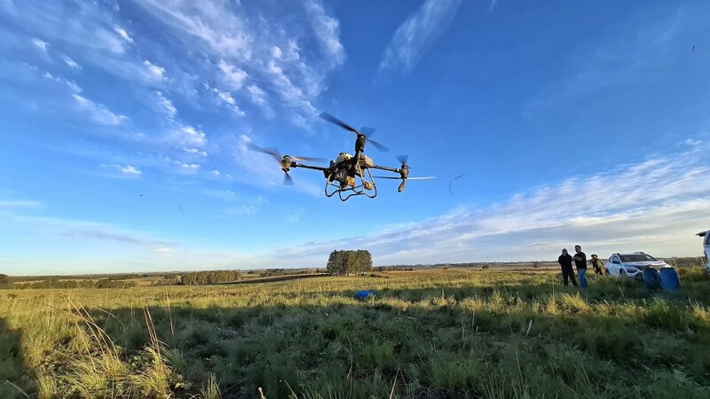 Estado testa tecnologia inédita com drones para controle biológico do carrapato bovino