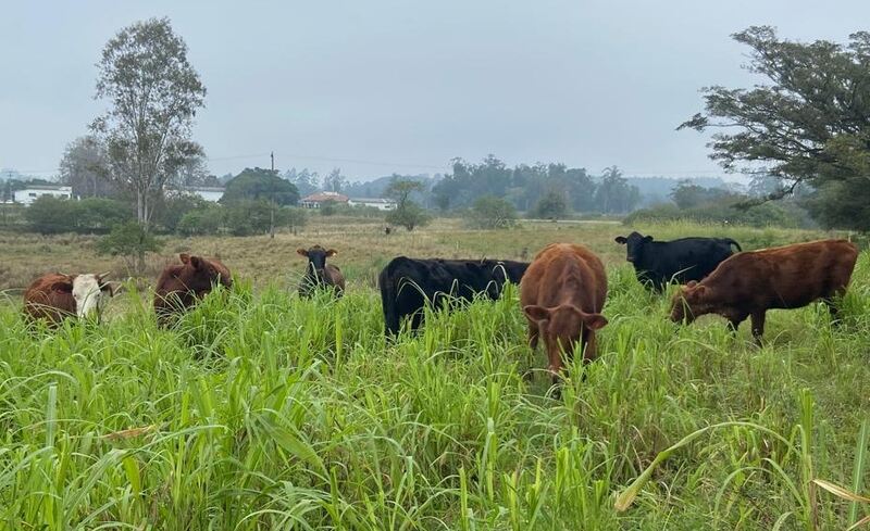 Pesquisa gaúcha avança no controle biológico do carrapato bovino