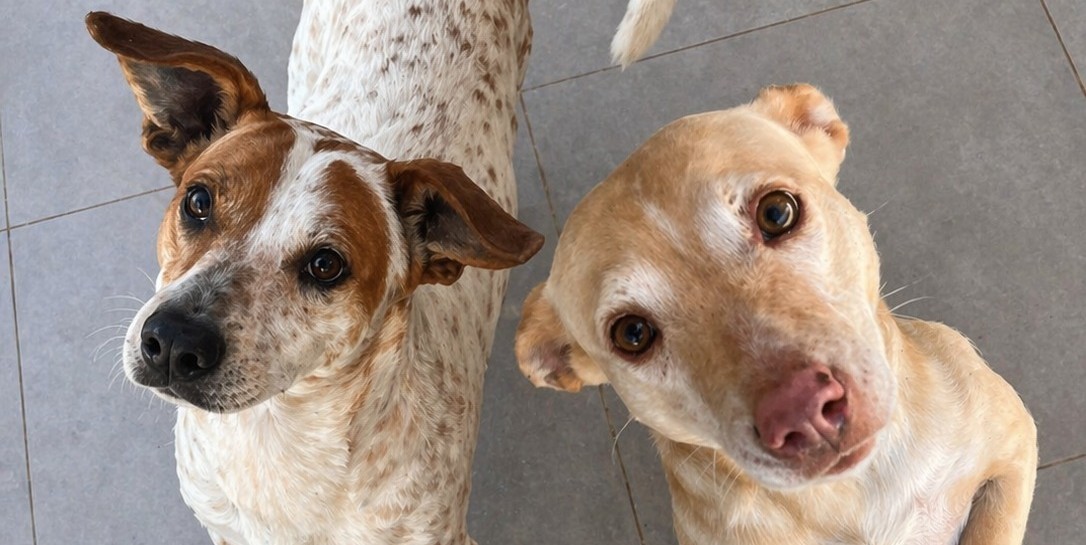 Mais de 20 cães aguardam adoção em Erechim e precisam de um lar neste inverno