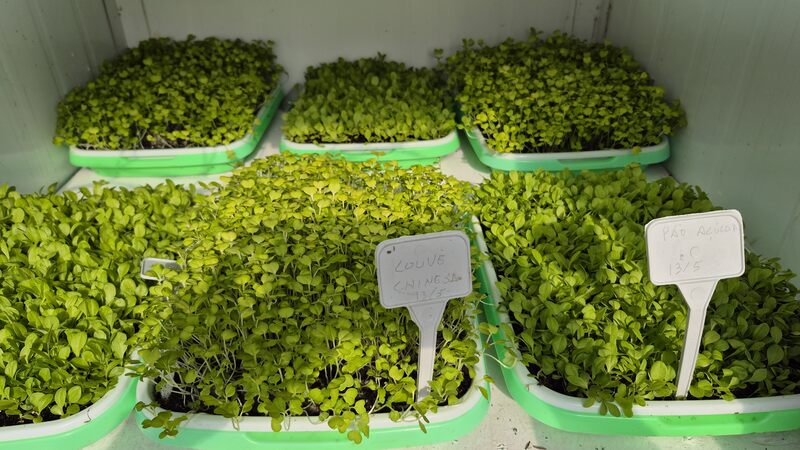 Pesquisa da URI aposta nos microverdes como alternativa rentável e saudável para o agronegócio