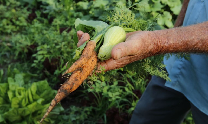 Governo anuncia crédito de R$ 97,3 bi para agricultores familiares