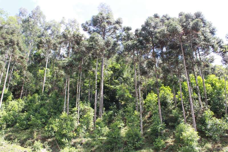 Erechim protege mais de 600 hectares de vegetação e avança como referência ambiental no RS