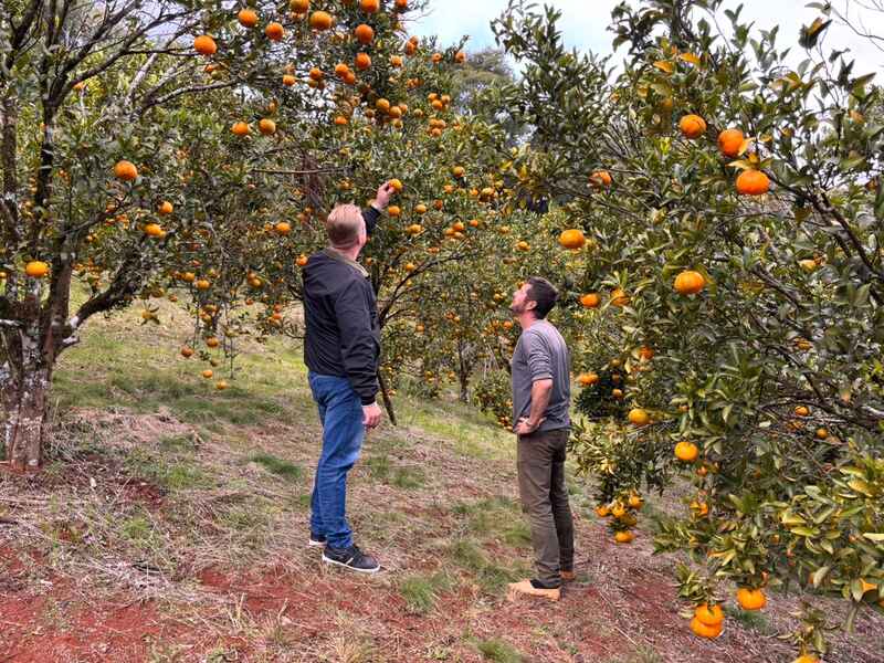 Produção de cítricos fortalece agricultura familiar e diversificação rural em Erechim