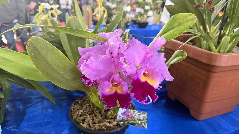 Exposição de Orquídeas reúne milhares de visitantes e celebra o Dia do Orquidófilo em Erechim