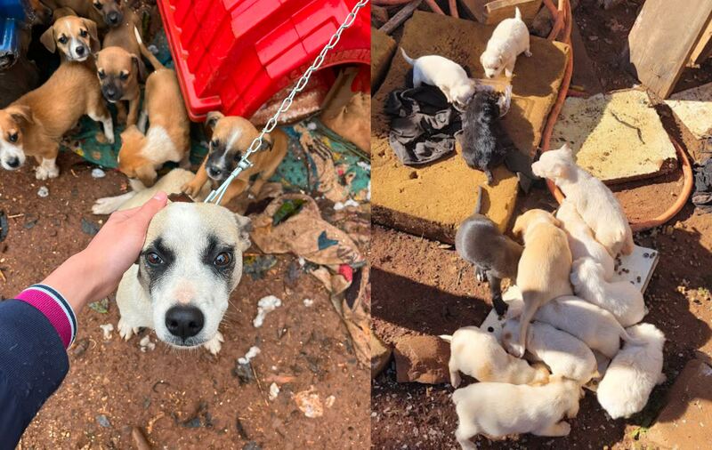 Mais de 8 mil castrações, mas desafio continua: Erechim reforça mobilização contra o abandono de animais