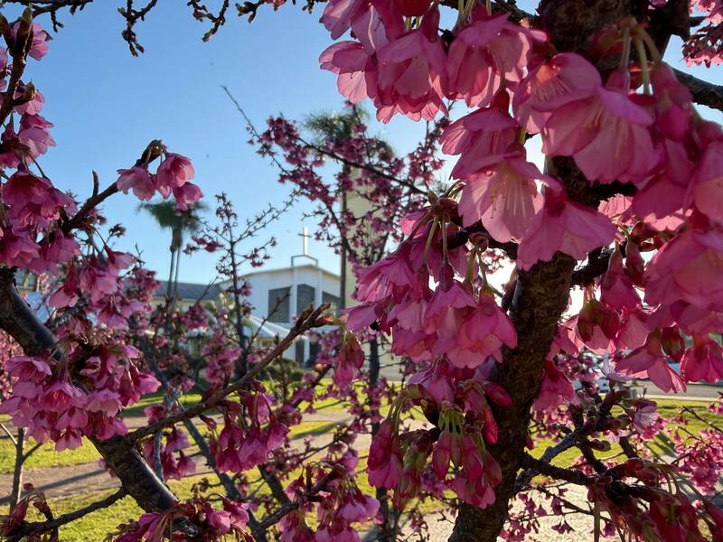 Cerejeiras embelezam os caminhos do Santuário de Fátima durante a floração