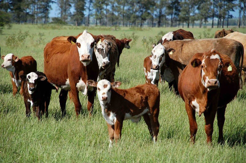Declaração de Rebanho entra na reta final: produtores têm até esta sexta (10) para regularizar cadastro