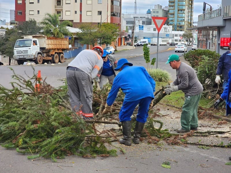 Arborização do canteiro central da Avenida Tiradentes passa por manutenção e revitalização