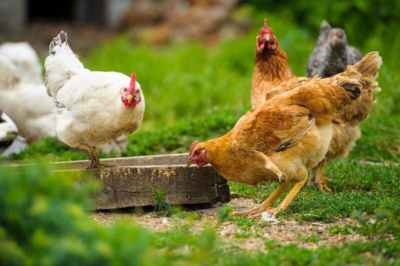 Rio Grande do Sul confirma primeiro caso de gripe aviária em aves de subsistência em Coqueiros do Sul